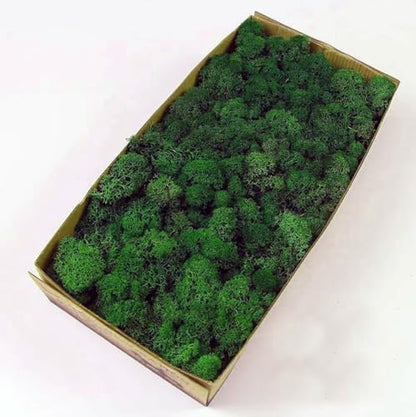 Preserved Reindeer Craft Moss Natural DIY Kit Gardenning Art Wall Olive Green Florist Easter Table Decor Wedding
