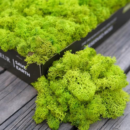 Preserved Reindeer Craft Moss Natural Green DIY Kit Gardenning Art Wall Florist Decor Easter Table Wedding Decor