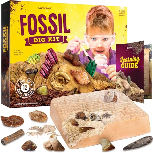 Real Fossil Dig Kit for Kids
