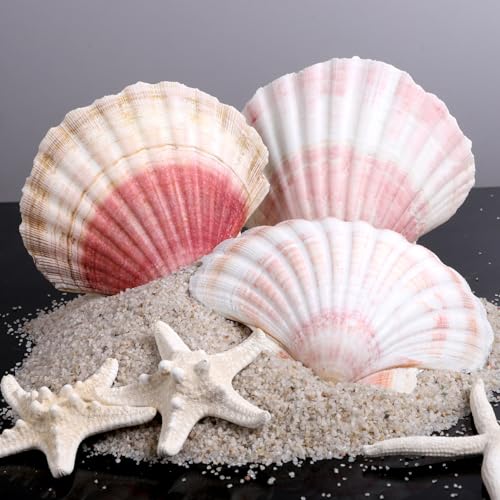 8 PCS 4 4.5 Inch Natural White&Pink Scallop Shells Sea Shells for DIY Craft Home Décor
