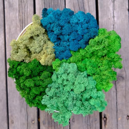 Preserved Reindeer Mix Craft Moss Natural Green DIY Kit Gardenning Art Wall Decor Florist Easter Table Decor Wedding Decor