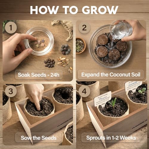 Bonsai Tree Kit Deluxe