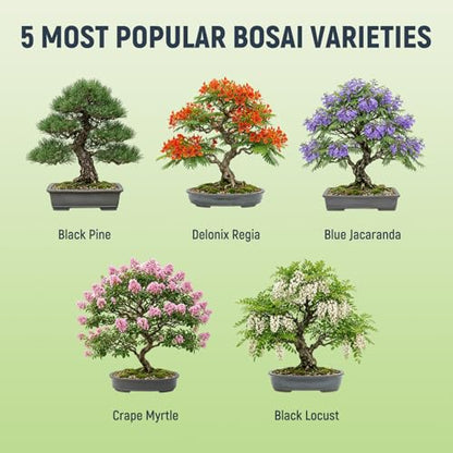 Bonsai Tree Kit (5 Count)
