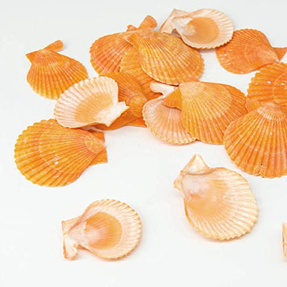 Yellow Sea Shells 50+ Pcs Scallop Shells for Baking Cooking