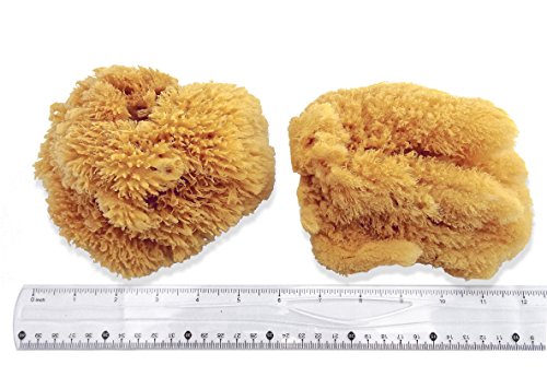 Unbleached Natural Sea Sponges for Artists 2pk (2 Count)