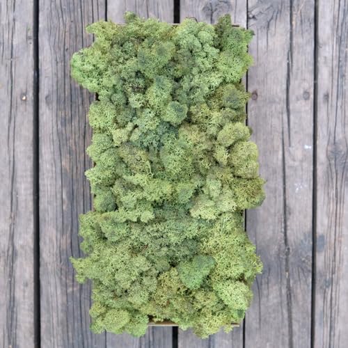 Preserved Reindeer Craft Moss Natural Green DIY Kit Gardenning Art Wall Florist Easter Table Decor Wedding Decor