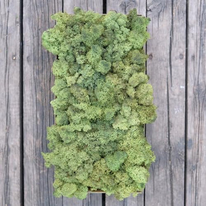 Preserved Reindeer Craft Moss Natural Green DIY Kit Gardenning Art Wall Florist Easter Table Decor Wedding Decor