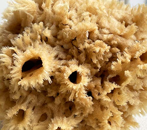 Sea Wool Art Sponge