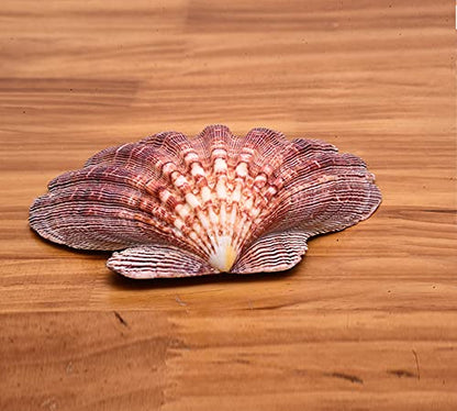 4 Pcs Polished Large Great Scallop Sea Shells 5~6 Inch