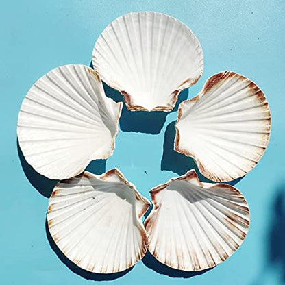 15 PCS 3.5 4 inch Large Scallop Shells Baking Sea Shells Large Natural White Scallop Shell From Sea Beach For DIY Craft Decor