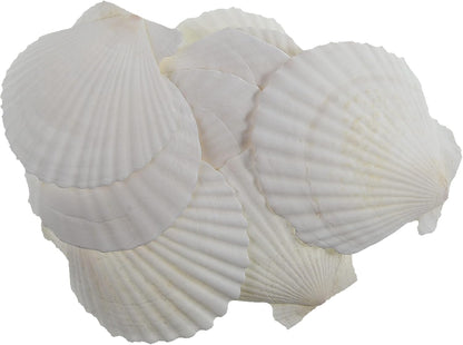 12 Pcs Sea Shells White Large Scallop Shells for Baking Cooking, Big Natural Clam Seashells for DIY Crafts Seashell Beach Decorating for Home Decor(3.5-4inch)