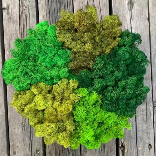 Preserved Reindeer Mix Craft Moss Natural Green DIY Kit Gardenning Art Wall Decor Florist Easter Table Decor Wedding Decor