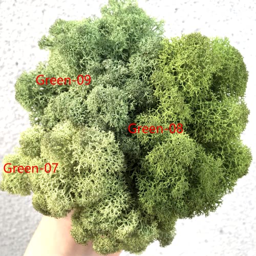 Preserved Reindeer Craft Moss Natural Green DIY Kit Gardenning Art Wall Florist Easter Table Decor Wedding Decor