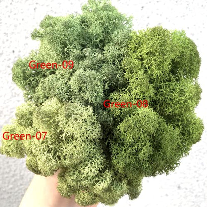 Preserved Reindeer Craft Moss Natural Green DIY Kit Gardenning Art Wall Florist Decor Easter Table Decor Wedding Decor