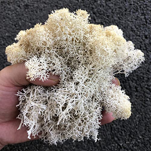 Preserved Reindeer Craft Moss Natural Green DIY Kit Gardenning Art Wall Florist Easter Table Decor Wedding
