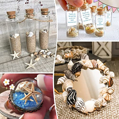 Premium Tiny Seashell Mix
