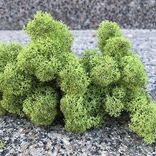 Preserved Reindeer Craft Moss Natural Green DIY Kit Gardenning Art Wall Florist Decor Easter Table Decor Wedding Decor