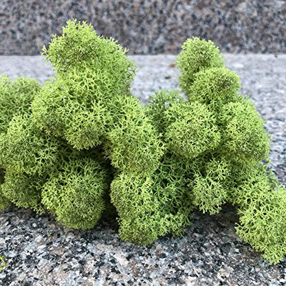Preserved Reindeer Craft Moss Natural Green DIY Kit Gardenning Art Wall Florist Decor Easter Table Decor Wedding Decor
