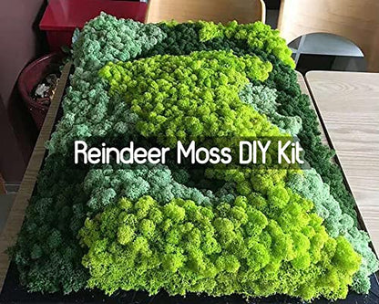 Preserved Reindeer Craft Moss Natural Green DIY Kit Gardenning Art Wall Florist Easter Table Wedding
