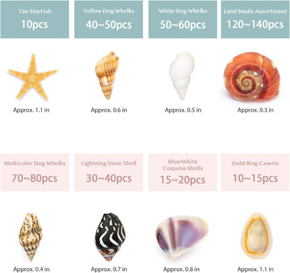 Premium Tiny Seashell Mix, Including Sea Shells, Sea Snails and Starfish Total 300+PCS (8 Kinds), Shells for Crafts Decorating Resin and Mosaics Projects DIY Crafts Home Decor Beach Themed Party