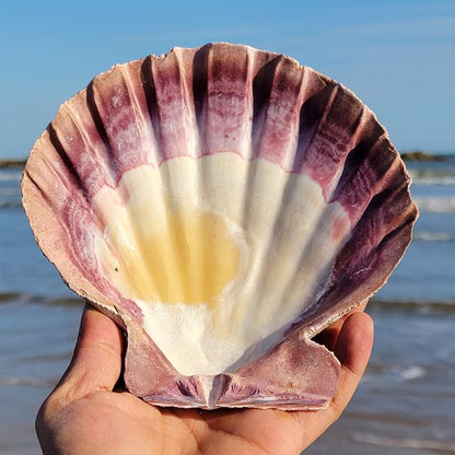 4 Pcs Polished Large Great Scallop Sea Shells 5~6 Inch