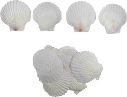 15 Pcs Sea Shells (3.1-3.5inch) White Large Scallop Shells for Baking Cooking, Big Natural Clam Seashells for DIY Crafts Seashell Beach Decorating for Home Decor
