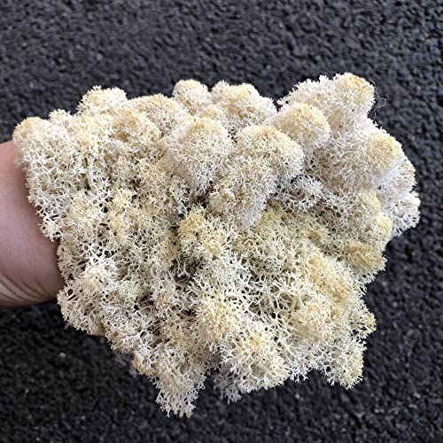 Preserved Reindeer Craft Moss Natural Green DIY Kit Gardenning Art Wall Florist Easter Table Decor Wedding