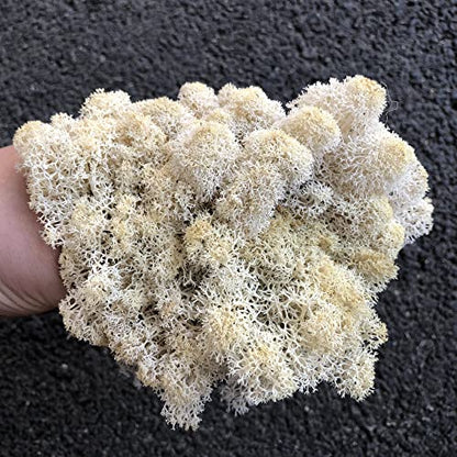 Preserved Reindeer Craft Moss Natural Green DIY Kit Gardenning Art Wall Florist Easter Table Decor Wedding