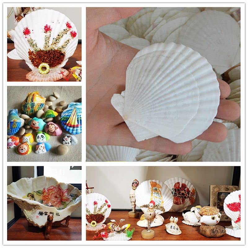 12 Pcs Sea Shells White Large Scallop Shells for Baking Cooking