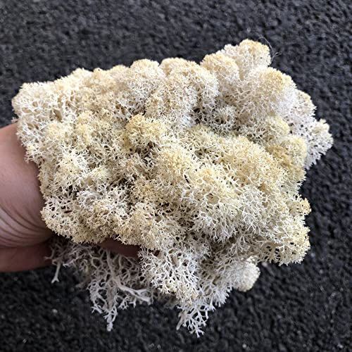 Preserved Reindeer Craft Moss Natural Green DIY Kit Gardenning Art Wall Florist Easter Table Decor Wedding