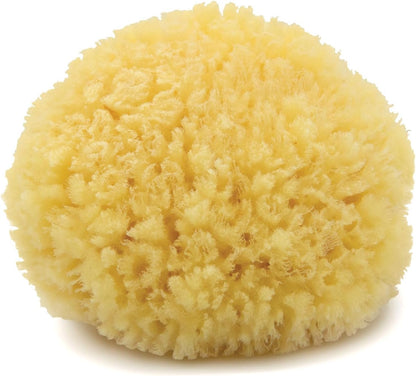 Neptune Caribbean Sea Sponge, Hand Cut, Medium, Approx. 5-6 inches