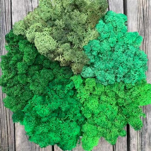 Preserved Reindeer Mix Craft Moss Natural Green DIY Kit Gardenning Art Wall Decor Florist Easter Table Decor Wedding Decor