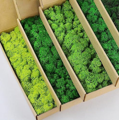 5 Color Mix Pack Preserved Reindeer Moss Natural Green DIY Kit Gardenning Art Wall Decor Florist Decor