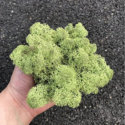 Preserved Reindeer Craft Moss Natural Green DIY Kit Gardenning Art Wall Florist Decor Easter Table Decor Wedding Decor