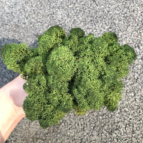 Preserved Reindeer Moss Natural Green DIY Kit Gardenning Art Wall Decor Florist Decor Easter Table Decor Wedding (13.5981 Ounce)