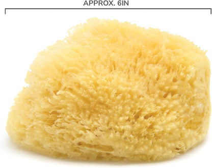 Neptune Caribbean Sea Sponge, Hand Cut, Large, Approx. 6-7 inches (Pack of 2)