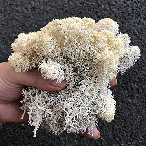 Preserved Reindeer Craft Moss Natural Green DIY Kit Gardenning Art Wall Florist Easter Table Decor Wedding