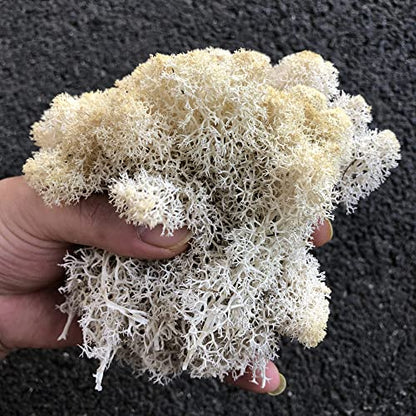 Preserved Reindeer Craft Moss Natural Green DIY Kit Gardenning Art Wall Florist Easter Table Decor Wedding