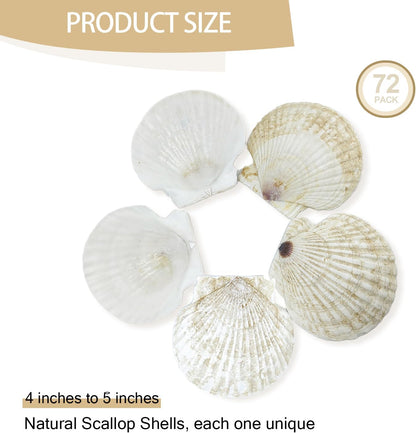 YOUKE OLA 60PCS Scallop Shells for Crafts Large Beach Natural Shells Bulk for Decoupage DIY Crafts Seashell Decorations Home Decor White 4''-4.5''