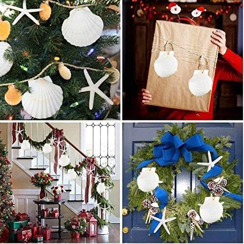 20 pcs 2 3 inch Natural Scallop Shells White Sea Shells from Sea Beach for DIY Craft Home Décor