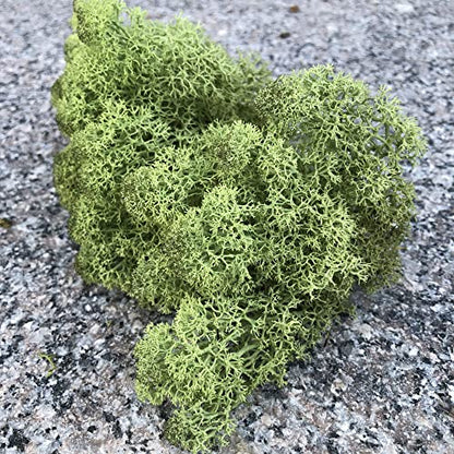 Preserved Reindeer Craft Moss Natural Green DIY Kit Gardenning Art Wall Florist Decor Easter Table Decor Wedding Decor