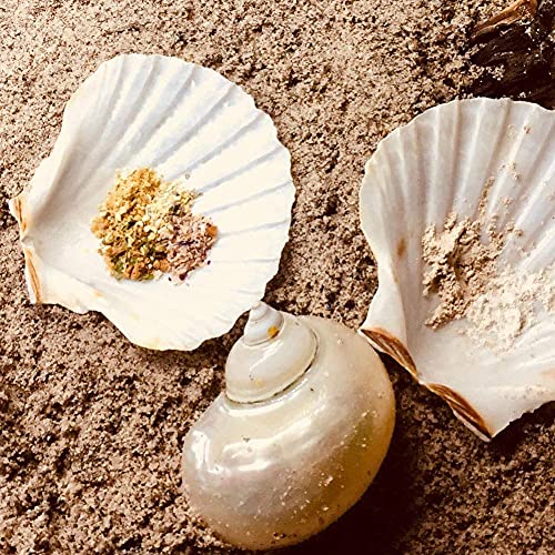 6PCS Scallop Shells for Serving Food (6 Count)