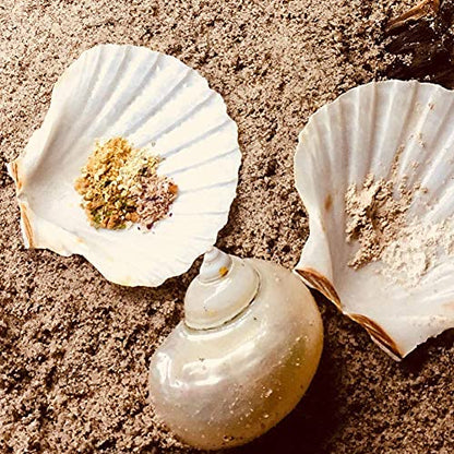 6PCS Scallop Shells for Serving Food (6 Count)