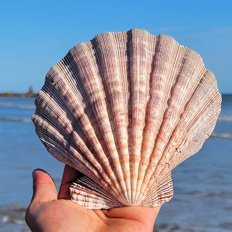 4 Pcs Polished Large Great Scallop Sea Shells 5~6 Inch