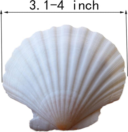 15 Pcs Sea Shells (3.1-3.5inch) White Large Scallop Shells for Baking Cooking, Big Natural Clam Seashells for DIY Crafts Seashell Beach Decorating for Home Decor