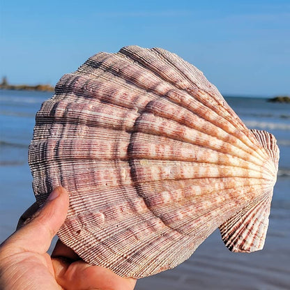 4 Pcs Polished Large Great Scallop Sea Shells 5~6 Inch