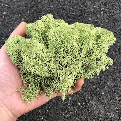 Preserved Reindeer Craft Moss Natural Green DIY Kit Gardenning Art Wall Florist Decor Easter Table Decor Wedding Decor