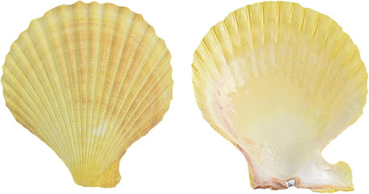 Colorful 50+ Pcs Scallop Shell Natural Mixed Color Seashells for Fish Tank Home Decorations Beach Theme Party Candle Making Wedding Decor DIY Crafts Vase Fillers