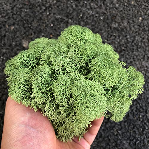 Preserved Reindeer Craft Moss Natural Green DIY Kit Gardenning Art Wall Florist Easter Table Decor Wedding Decor