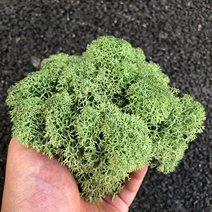 Preserved Reindeer Craft Moss Natural Green DIY Kit Gardenning Art Wall Florist Easter Table Decor Wedding Decor